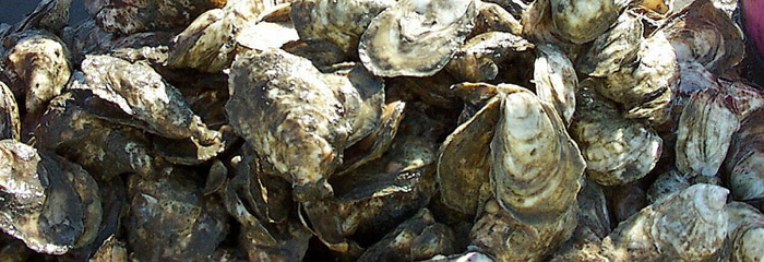 Cultured Oysters