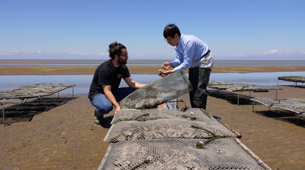 Ximing Guo (right) and Sam Ratcliff examined selective bred oysters at Rutgers Cape Shore Farm. Photo by Micah Seidel