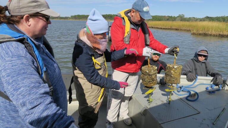 Researchers explain oyster recruitment and predation trials at field site.