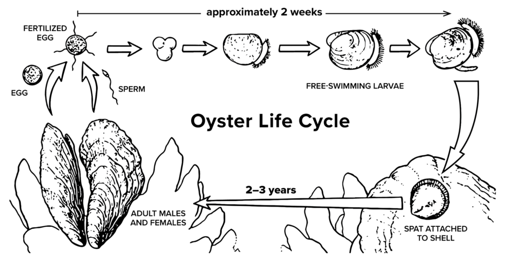 Oysters have two main phases in their life cycle: a free-swimming phase that lasts about two weeks, and a stationary phase that lasts the remainder of their lives.